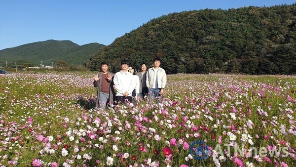 충남 보령시 웅천체육공원 인근 웅천천변 주변 코스모스 만발