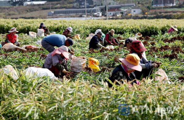 지난 8일 태안읍 송암리에서 농민들이 생강을 수확하고 있는 모습.(사진=태안군청)